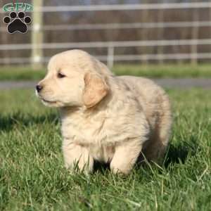 Leo, Golden Retriever Puppy