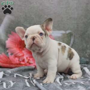 Leona, French Bulldog Puppy