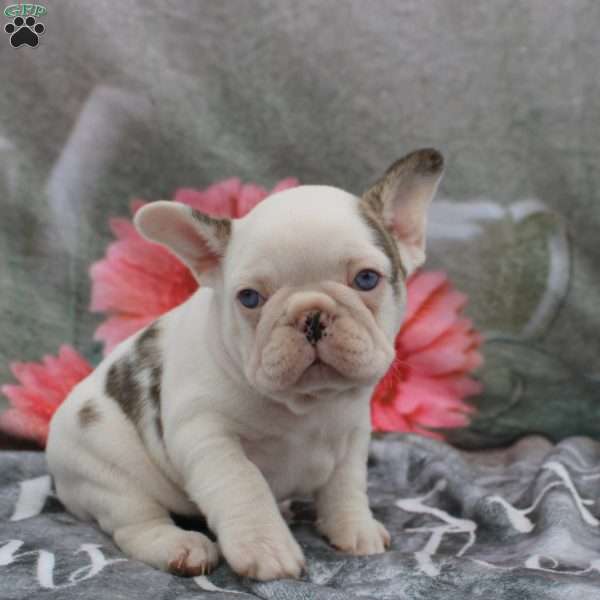 Leona, French Bulldog Puppy