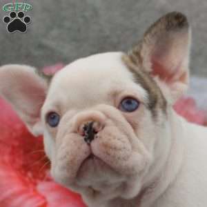 Leona, French Bulldog Puppy