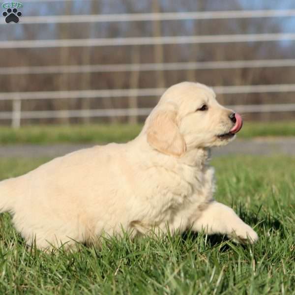 Levi, Golden Retriever Puppy
