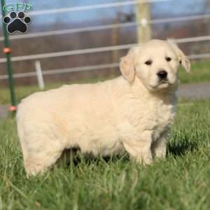Levi, Golden Retriever Puppy