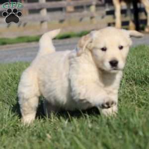 Levi, Golden Retriever Puppy
