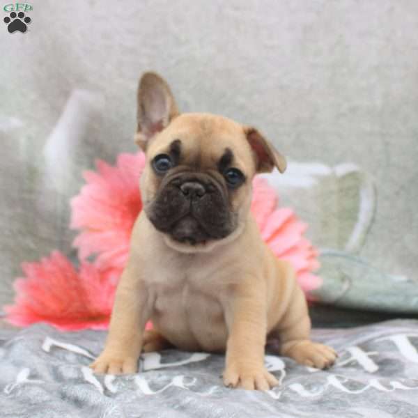 Lewis, French Bulldog Puppy