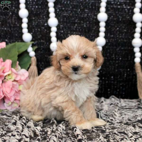 Lewis, Maltipoo Puppy