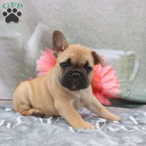 Lewis, French Bulldog Puppy