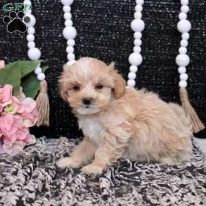 Lewis, Maltipoo Puppy