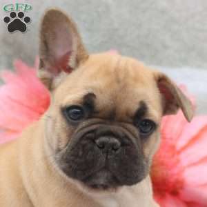 Lewis, French Bulldog Puppy