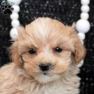 Lewis, Maltipoo Puppy