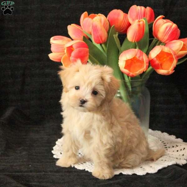 Lexi, Maltipoo Puppy