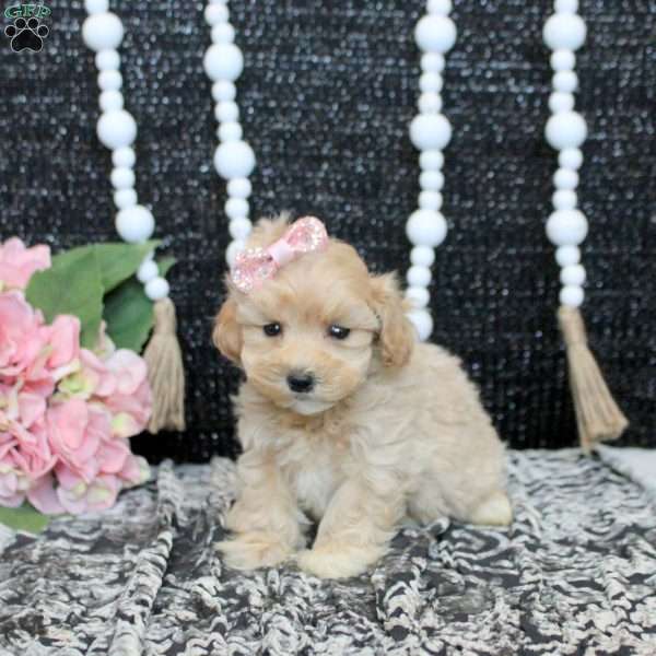 Lexi, Maltipoo Puppy