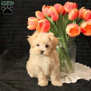 Lexi, Maltipoo Puppy