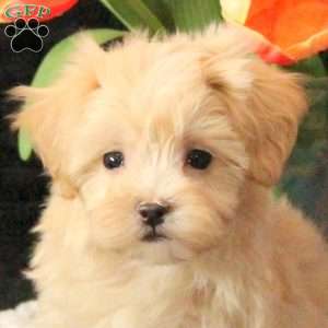 Lexi, Maltipoo Puppy