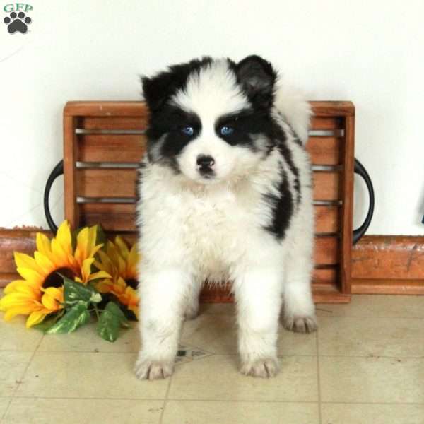 Liam, Pomsky Puppy