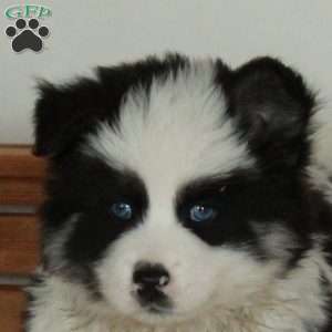 Liam, Pomsky Puppy