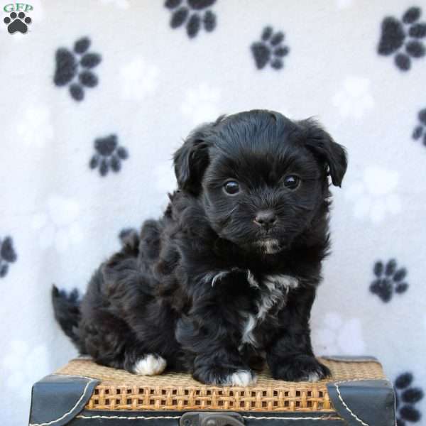 Liam, Shih-Poo Puppy