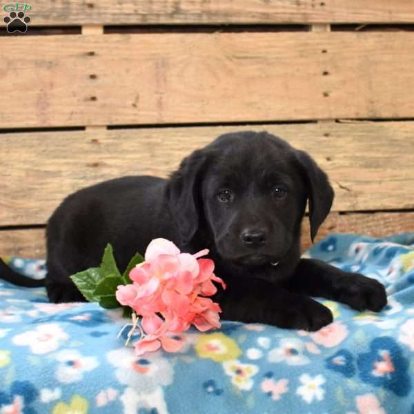 Licorice, Golden Labrador Puppy