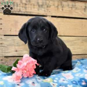 Licorice, Golden Labrador Puppy