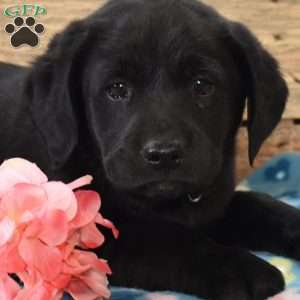 Licorice, Golden Labrador Puppy