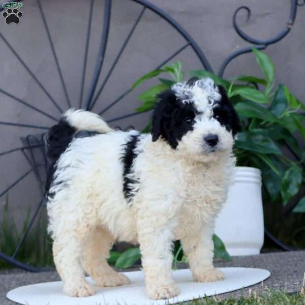 Licorice, Mini Bernedoodle Puppy