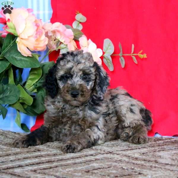 Licorice-Moyen, Miniature Poodle Puppy