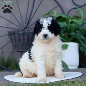 Licorice, Mini Bernedoodle Puppy