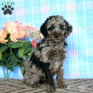 Licorice-Moyen, Miniature Poodle Puppy