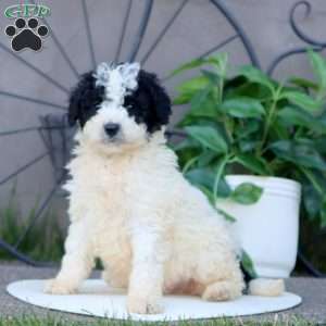 Licorice, Mini Bernedoodle Puppy
