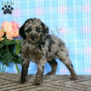 Licorice-Moyen, Miniature Poodle Puppy