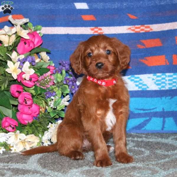 Lila, Labradoodle Puppy