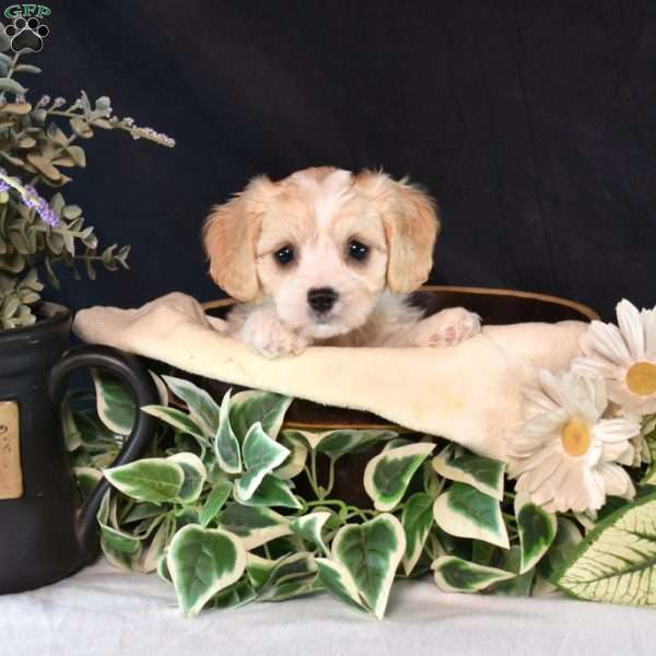 Lilac, Cavachon Puppy