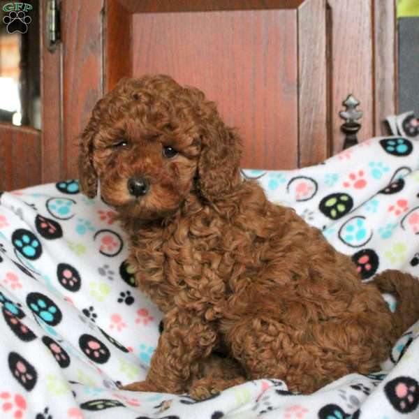 Lilac, Miniature Poodle Puppy