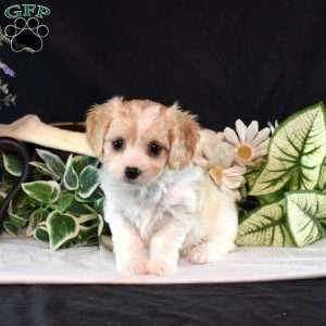 Lilac, Cavachon Puppy