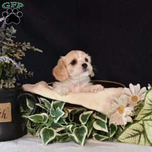 Lilac, Cavachon Puppy