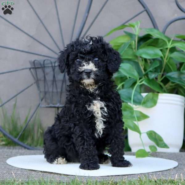 Lilac, Mini Bernedoodle Puppy