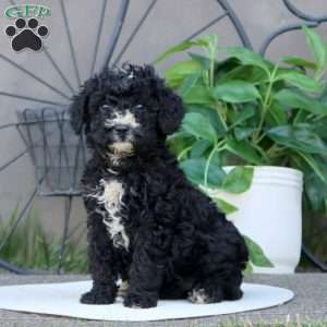 Lilac, Mini Bernedoodle Puppy