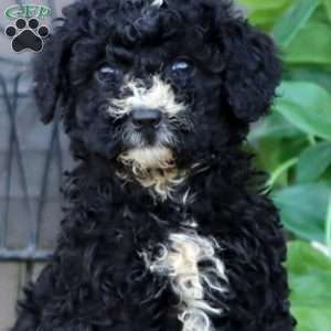 Lilac, Mini Bernedoodle Puppy