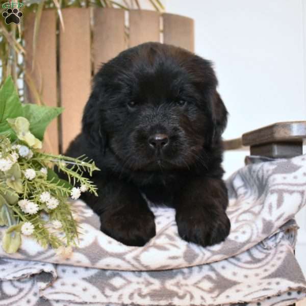 Lilah, Newfoundland Puppy