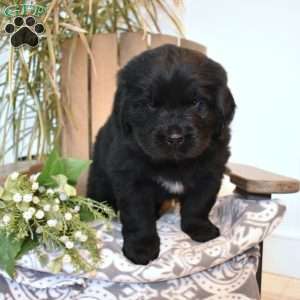 Lilah, Newfoundland Puppy