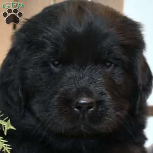 Lilah, Newfoundland Puppy