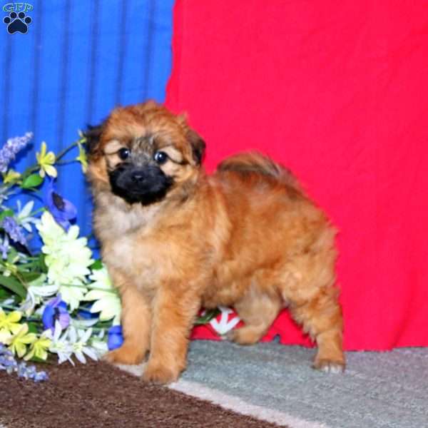 Lillian, Pomapoo Puppy