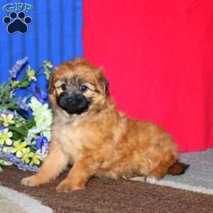 Lillian, Pomapoo Puppy