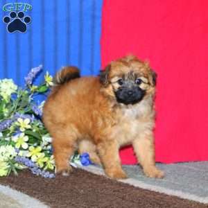 Lillian, Pomapoo Puppy