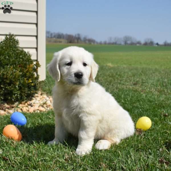 Lilo, English Cream Golden Retriever Puppy