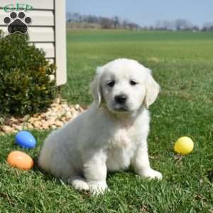 Lilo, English Cream Golden Retriever Puppy