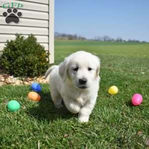 Lilo, English Cream Golden Retriever Puppy