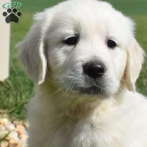 Lilo, English Cream Golden Retriever Puppy