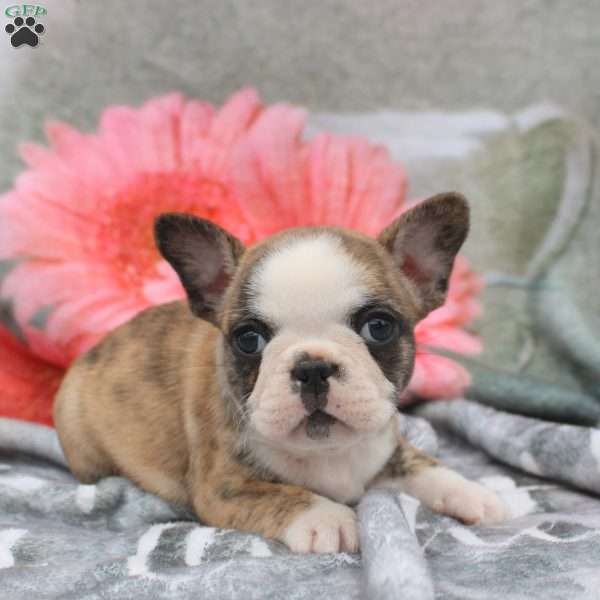 Lily, French Bulldog Puppy