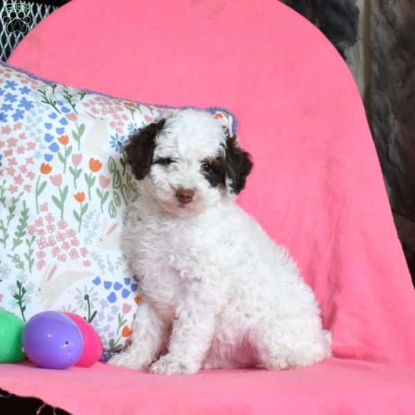 Lily, Miniature Poodle Puppy