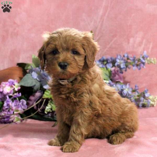 Lily, Mini Goldendoodle Puppy